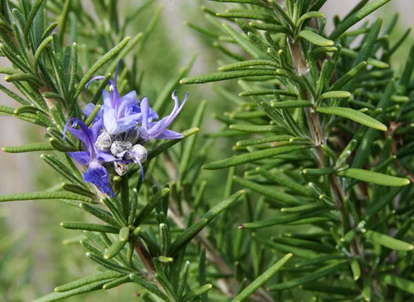 Tinh dầu cây hương thảo có tác dụng thông ruột, lợi mật và lợi tiểu.
