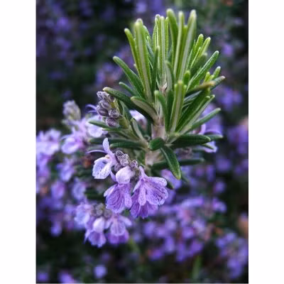 Nước lá cây hương thảo nấu để tắm cho phụ nữ mang thai hoặc những người nằm lâu ngày tê liệt người rất tốt.