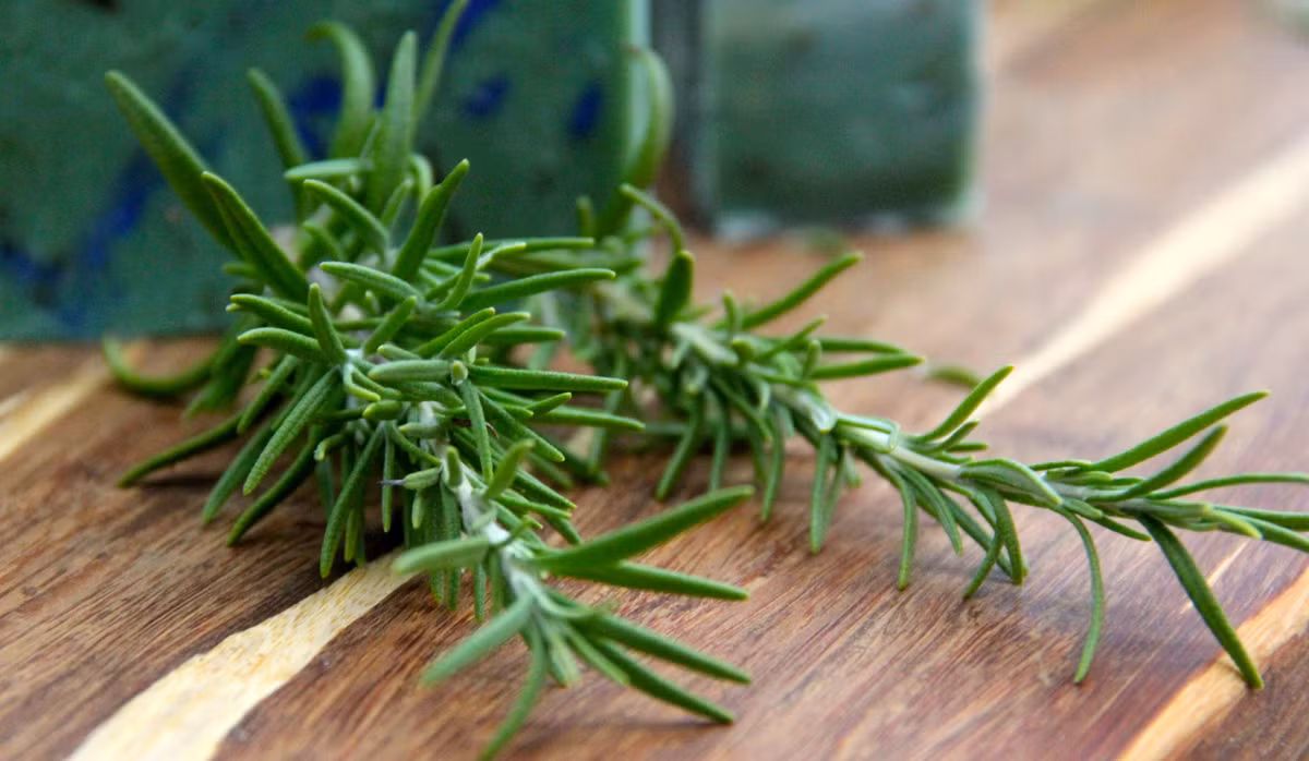 Ở châu Âu, người ta cũng dùng lá cây hương thảo làm thuốc xoa trị thấp khớp và đau nửa đầu.