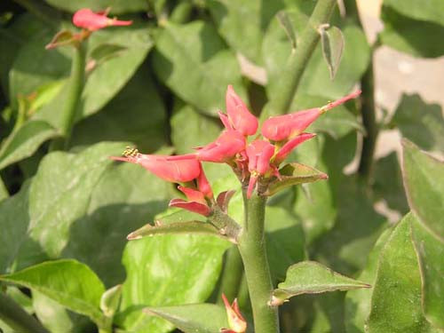 Cây thường được dùng trị bầm tím tổn thương do bị ngã, ngoại thương xuất huyết, mụn nhọt lở ngứa, viêm kết mạc mắt. Lá dùng trị sổ mũi và chứng bứt rứt trong người. Ảnh: Cây vị thuốc.