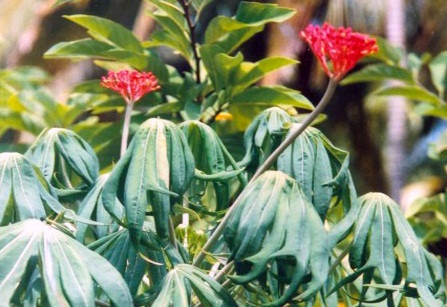 Sau đây, là một số công dụng chữa bệnh của cây đỗ trọng, bạn có thể tham khảo. Ảnh: Blog cây cảnh.