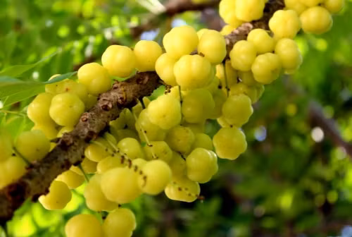 Loại cây này thường phù hợp với thời tiết ở miền nhiệt đới. Khu vực Miền Nam nước ta là nơi có nhiều loại cây này nhất.