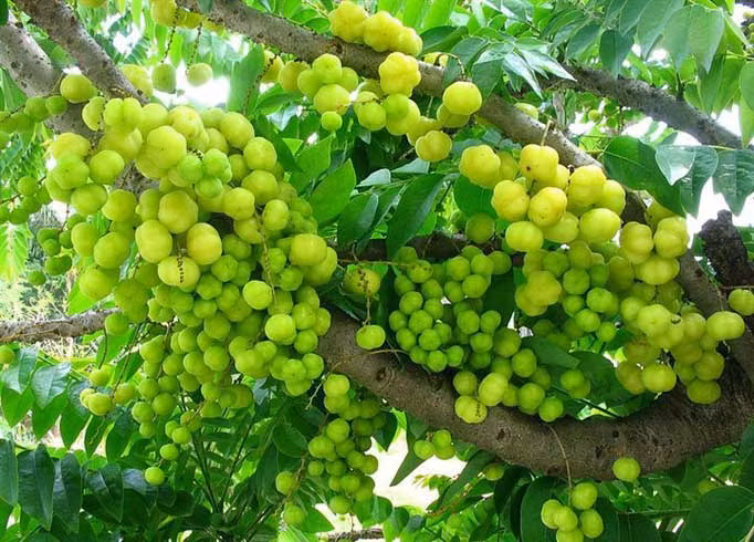 Tuy nhiên, những người bị gout và sỏi thận thì không nên ăn loại quả này vì nó chứa rất nhiều axít.