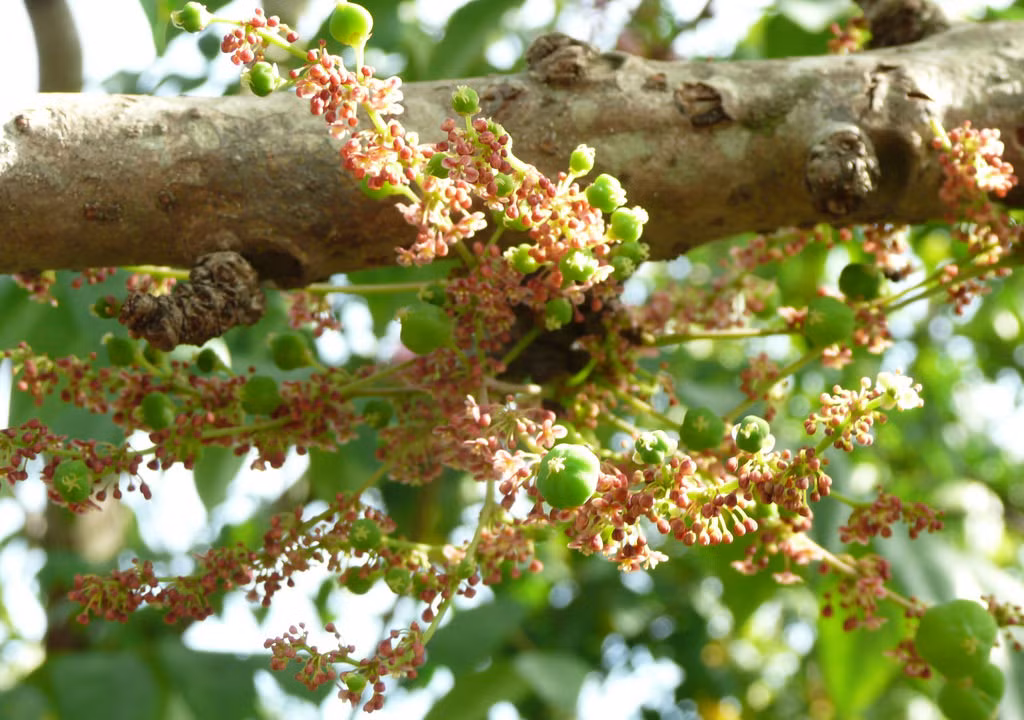 Lá chùm ruột được dùng để nấu canh ăn như những loại rau bình thường với giá trị dinh dưỡng khá cao, nước lá chùm ruột vò nát có thể chữa nổi mề đay và lở loét ngoài da.