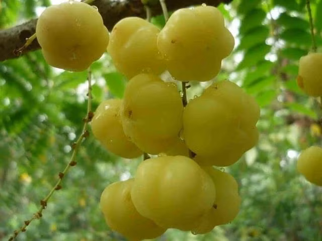 Rễ cây chùm ruột đun sôi lên và xông có thể chữa nhức đầu và ho.