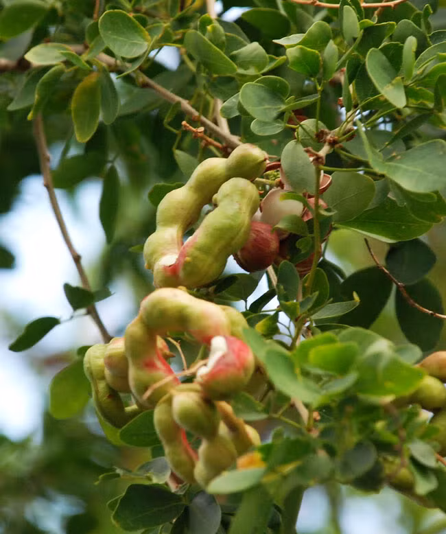 Dưới đây là một số công dụng trị bệnh của cây me nước bạn nên biết.