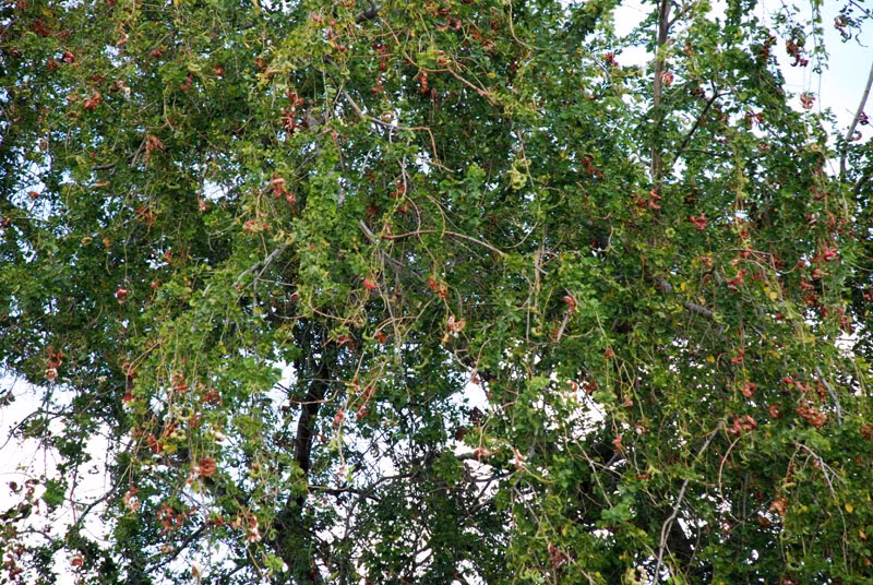 Cuối cùng, nước sắc từ lá me nước cũng được sử dụng chữa chứng khó tiêu.