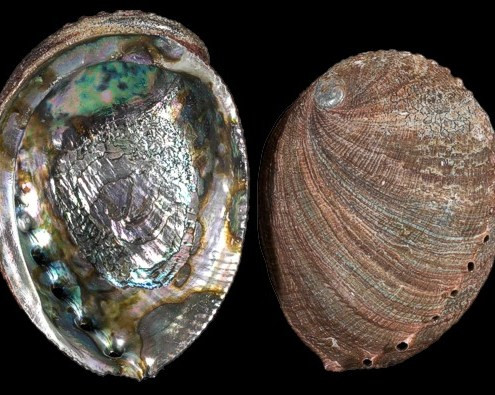 Vỏ của bào ngư được dùng để bào chế ra loại thuốc gọi là “thạch quyết minh” có thể trị được rất nhiều bệnh khác nhau như: đau mắt đỏ, đau đầu, chóng mặt và giúp hạ hỏa... Ảnh: Otiv.