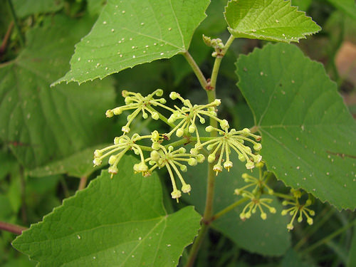 Khi bị sưng hạch bạch huyết, rắn độc cắn cũng có thể dùng dây chìa vôi trị bệnh.