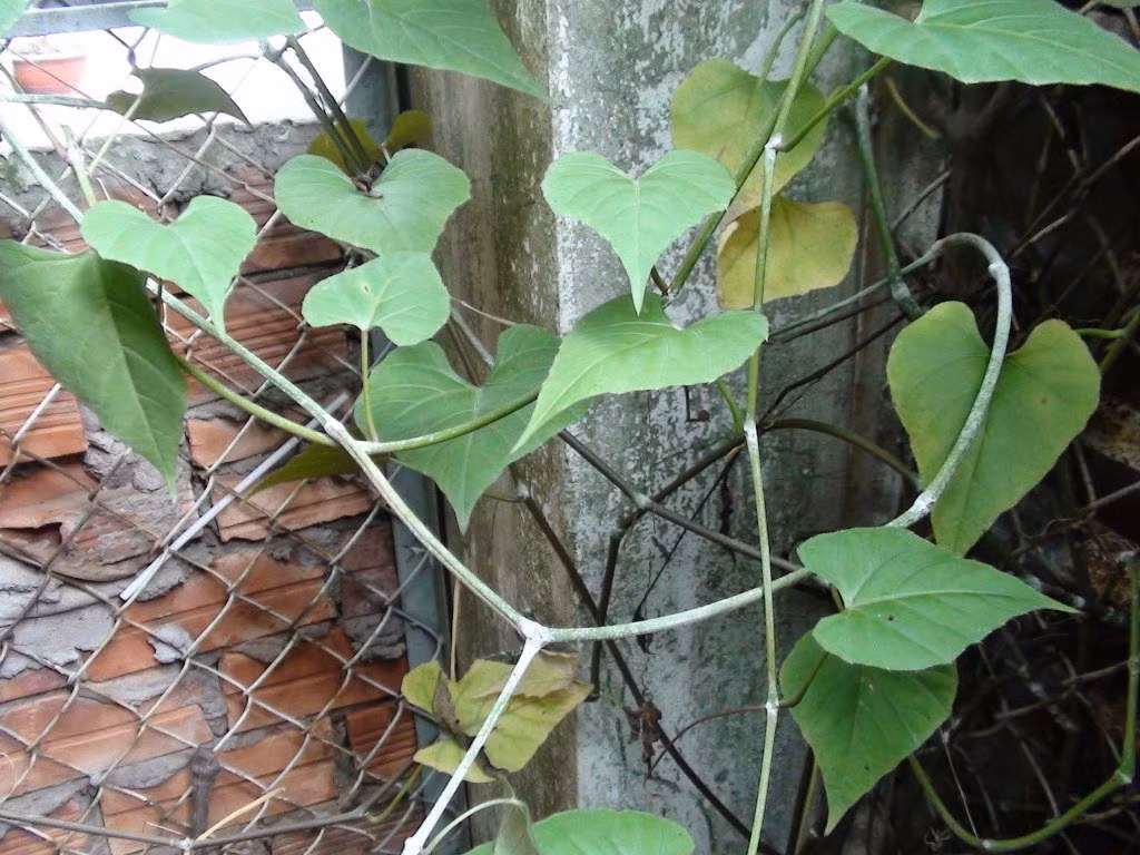 Theo Lương y Nguyễn Vinh Quang ở Thừa Thiên Huế, bài thuốc từ dây chìa vôi kết hợp với 6 loại thảo dược khác chữa bệnh thoái vị đĩa đệm khá công hiệu.