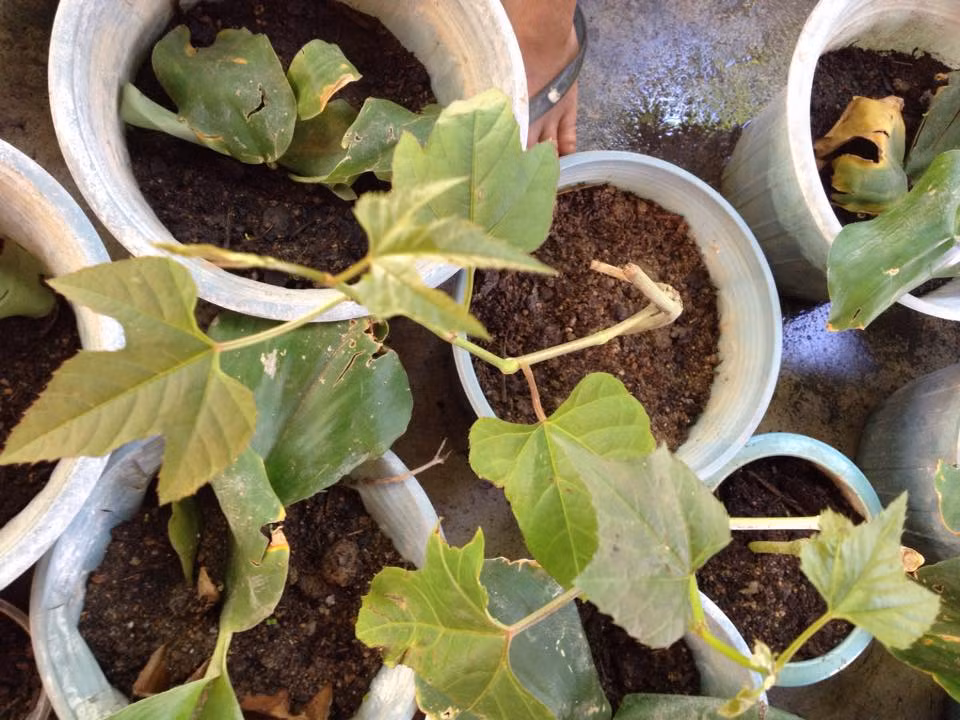 Lá chìa vôi có vị đắng, tính lạnh, hơi độc có thể trừ nhọt độc, tiêu mủ, dùng chữa ung nhọt, lở ngứa, chân lên mắt cá.