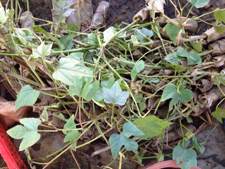 Củ chìa vôi có vị đắng chua, tính bình, có tác dụng thông kinh, tán huyết ứ, trừ tê thấp, lợi tiểu, tiêu độc, sát trùng.