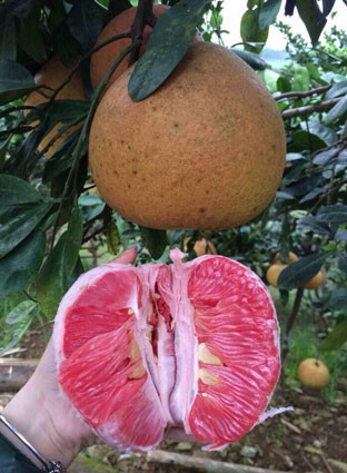 Bưởi Luận văn có màu đỏ đậm khi chín, quả bưởi chuyển dần sang màu đỏ gấc, vỏ quả, cùi quả, vỏ múi, có màu đỏ rất đẹp mắt, múi bưởi đỏ hồng, mọng nước, ngọt, hương thơm đặc trưng. Ảnh: Nông nghiệp Việt Nam.