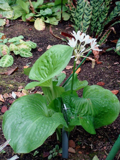 Cây ngải lục bình thường dùng chữa nóng sốt, dịch hạch, kinh nguyệt không đều. Người ta dùng lá cây này đắp giúp tiêu sưng. Ảnh: Kiểm lâm An Giang.