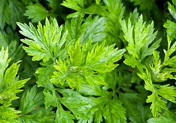  Cây ngải cứu có thể kiếm được ở mọi vùng quê Việt Nam. Ngải cứu thường dùng chữa các bệnh phụ nữ như băng huyết, lậu huyết, bạch đới ở phụ nữ do tử cung lạnh. Ảnh: Món ngon Việt Nam.