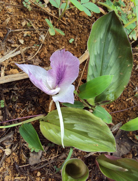 Người ta dùng củ ngải máu để chữa kinh bế đau bụng và rối loạn kinh nguyệt. Cây ngải này còn có thể dùng làm vị thuốc chữa đau dạ dày và đại tiện ra máu. Ảnh: Blog cây thuốc.