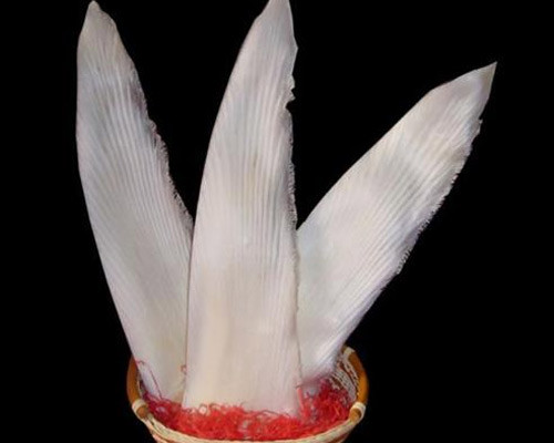 Chondroitin còn có tác dụng tốt trong quá trình tái tạo mô sụn và xương, hỗ trợ rất tốt khi điều trị viêm xương khớp.