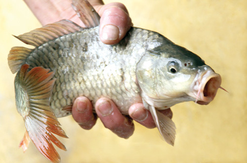 Người ta thường sử dụng bài thuốc kết hợp vảy và vây cá chép cắt nhỏ, sắc nhỏ lửa với nước rồi cô đến khi thành cao đặc, sau đó dùng cao này hâm nóng với rượu rồi uống để chữa một số bệnh phụ nữ.