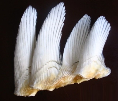 Công dụng vây cá mập: Vây cá mập được cho là có rất nhiều công dụng tốt trong việc cải thiện sức khỏe, chữa bệnh và ngăn ngừa bệnh tật.