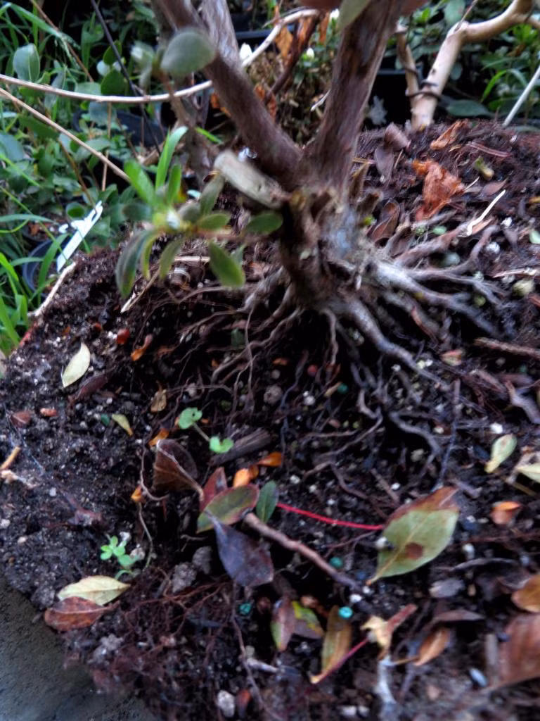 Hoặc bài thuốc khác với rễ đỗ quyên 30g, kim anh tử 30g, tuyền phúc hoa 24g, tây thảo 15g. Sắc lấy nước uống, ngày 2-3 lần hoặc có thể dùng rễ đỗ quyên 30-60g, sắc uống cùng với chút rượu vang.