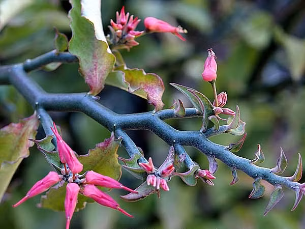 Toàn cây và lá chỗ nào cũng có rất nhiều nhựa như mủ trắng. Ảnh: Top Tropicals. (Thông tin trong bài viết chỉ mang tính tham khảo, trước khi sử dụng bài thuốc, bạn vui lòng hỏi ý kiến bác sĩ).