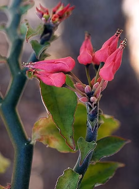 Ngoài ra, bạn có thể dùng dao khứa vào thân cây cho nhựa chảy ra, hứng lấy nhựa cây bôi vào vùng bị thương. Ảnh: Top Tropicals.