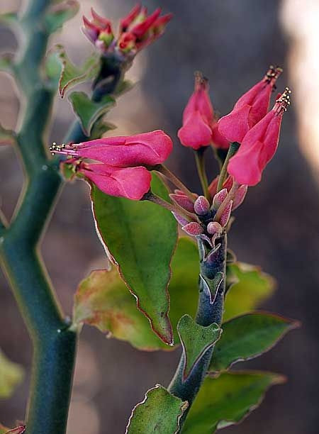 Ngoài ra, bạn có thể dùng dao khứa vào thân cây cho nhựa chảy ra, hứng lấy nhựa cây bôi vào vùng bị thương. Ảnh: Top Tropicals.