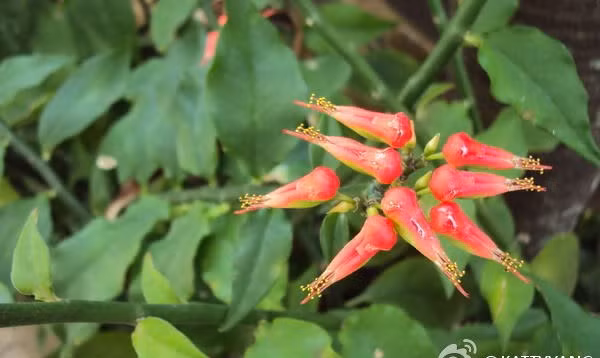 Hồng tước san hô là loại cây nhỏ, cao chừng l - 2m. Thân mọng nước có màu xanh. Ảnh: Kattyyang.