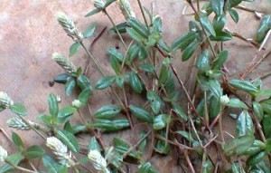 Bài thuốc trị tiểu đường: Với bệnh này, bạn phải đem lá cây nở ngày đất phơi khô, ngâm trong 1 tách nước nóng và uống như trà.