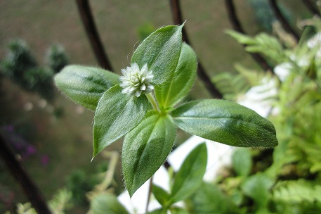 Trị sốt, cảm cúm, tiêu độc: Bạn có thể sử dụng 30g phần lá, thân và rễ cây nở ngày đất đã rửa sạch sắc với 1 lít nước uống sau mỗi bữa ăn.