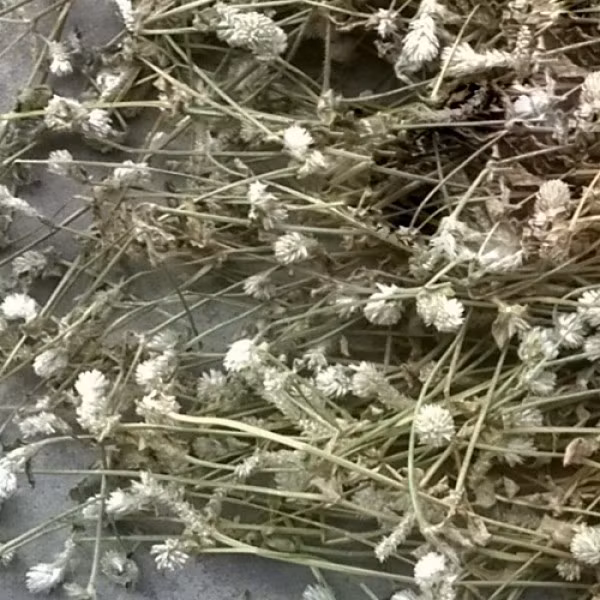 Dùng điều trị gout và các bệnh đau khớp: Hãy chuẩn bị 200g cây nở ngày đất còn tươi, nguyên hoa. Sau đó bạn mang cây rửa sạch, sắc với 1,5 lít nước đến khi lượng nước còn lại 1/3 thì chắt ra và uống những khi cơ thể cảm thấy khát. Bạn phải uống trong thời gian dài, nếu bệnh bắt đầu suy giảm thì giảm liều lượng xuống khoảng 100g và tiếp tục sắc lấy nước uống hàng ngày. 