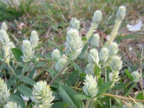 Bên cạnh những bộ phận khác, tác dụng của cây nở ngày đất còn nằm ở phần rễ cây.