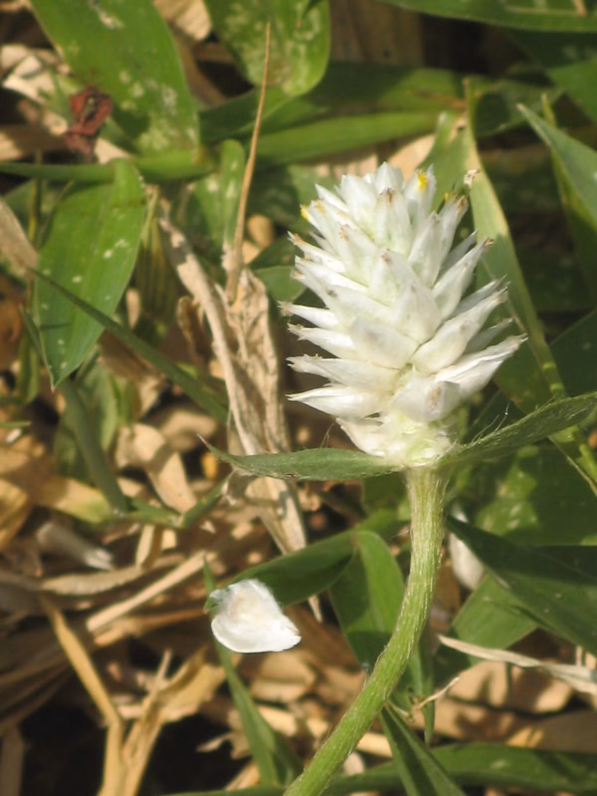 Trị chứng huyết áp cao, tim mạch, giảm cholesterol trong máu: Dùng 50g toàn cây nở ngày đất đun với 1 lít nước và sử dụng sau mỗi bữa ăn.