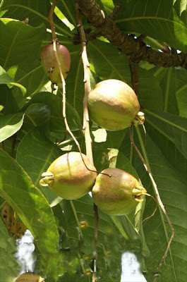 Bai thuoc tu cay loc vung chua benh tri, tieu chay-Hinh-2