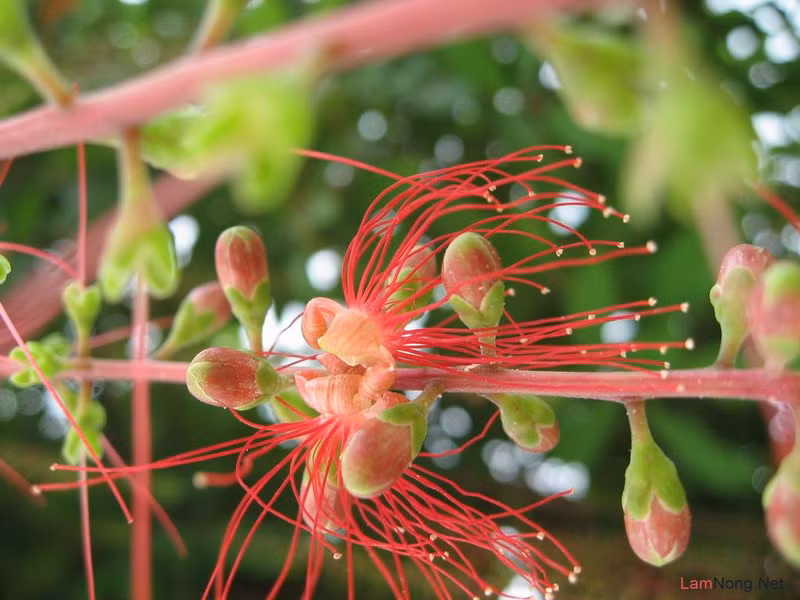 Dưới đây là những bài thuốc chữa bệnh từ lộc vừng đơn giản, công hiệu, dễ kiếm, dễ làm ai cũng có thể sử dụng.