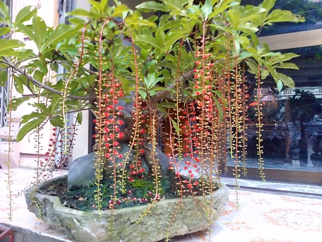 Hạt lộc vừng phối hợp với nước ép gừng để chữa cảm lạnh và đi tả.