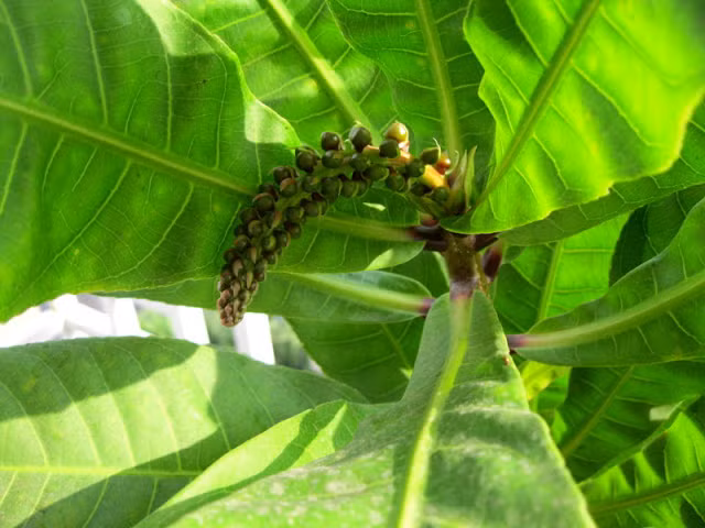 Chữa tiêu chảy kiết lị bằng cách lấy lá lộc vừng non xay nhuyễn ép lấy nước uống trị bệnh. 