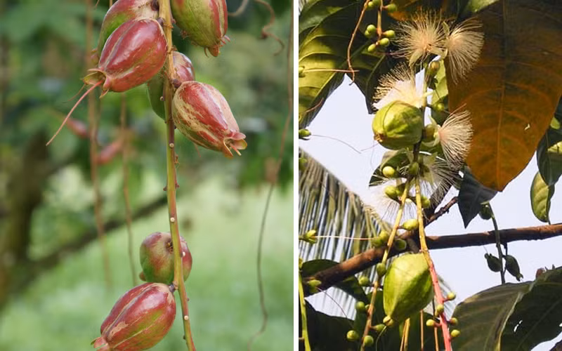 Hạt lộc vừng giã ra thêm bột và dầu, dùng trị tiêu chảy hoặc trị các cơn đau bụng rất công hiệu.