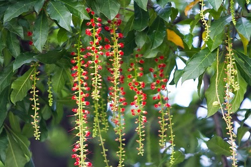 Chữa trĩ bằng cây lộc vừng: Bài thuốc gồm: Lá cây lộc vừng bánh tẻ còn tươi 20g. Rửa sạch lá lộc vừng bằng nhiều nước sau đó rửa lại bằng nước sôi nguội, để ráo nước.