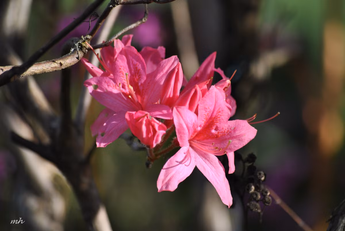 Hoa đỗ quyên vị chua ngọt, tính ấm, có công dụng hòa huyết, trừ đàm, làm hết ngứa, được dùng để chữa các chứng rối loạn kinh nguyệt, bế kinh, phong thấp, thổ huyết...