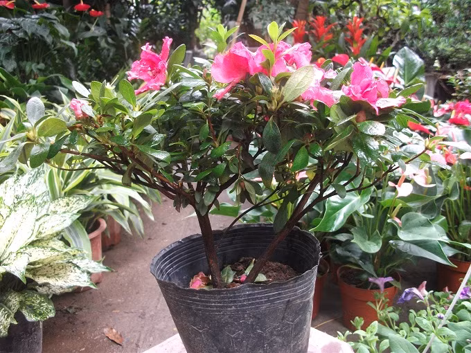 Chữa rong kinh: hoa đỗ quyên 60g, sao với rượu rồi sắc uống.