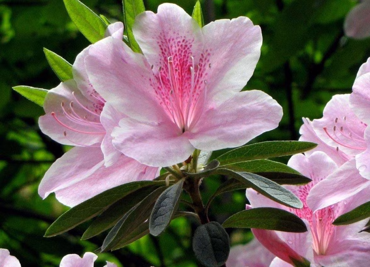 Sau đây là một số bài thuốc từ cây đỗ quyên chữa bệnh cho chị em bạn nên biết.