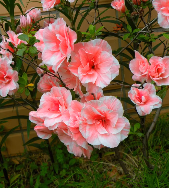  Bài thuốc quý từ cây đỗ quyên rất tốt cho chị em phụ nữ. Cây đỗ quyên còn có tên gọi là sơn thạch lựu, ánh sơn hồng, mãn sơn hồng, báo xuân hoa, thanh minh hoa, sơn trà hoa...