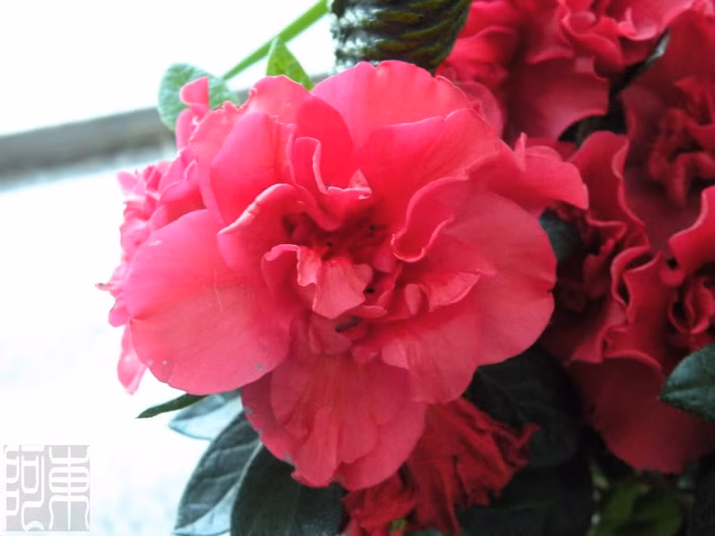 Lá đỗ quyên vị chua, tính bình, có công dụng thanh nhiệt, giải độc, cầm máu, chủ trị ung thũng, mụn nhọt, xuất huyết do chấn thương, dị ứng, viêm khí phế quản...