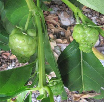Bai thuoc chua dau moi kinh nien tu qua nhau