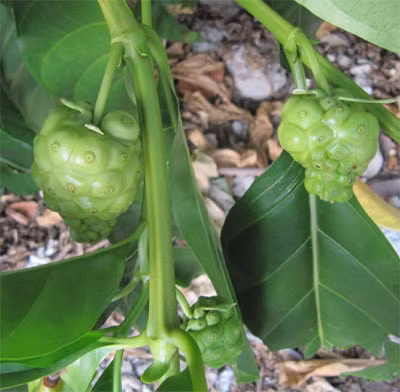 Bai thuoc chua dau moi kinh nien tu qua nhau