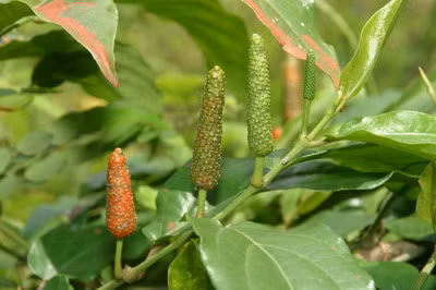 Còn vỏ cây nhàu dùng nấu nước cho phụ nữ sau khi sinh uống giúp bổ máu.