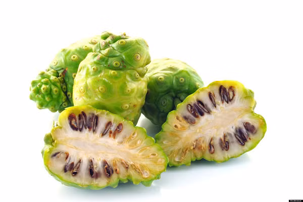 Bài thuốc sắc nước lá nhàu uống thay nước có thể chữa bệnh lỵ, giúp hạ sốt làm mát cơ thể.