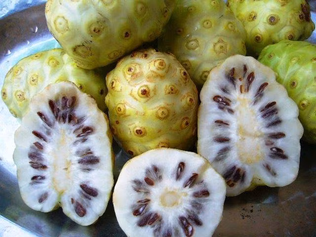 Chữa đau lưng, nhức mỏi chân tay: Lấy 200g quả nhàu già thái lát mỏng ngâm với 2 lít rượu. Ngày uống 2-3 lần, mỗi lần 20 – 30ml.