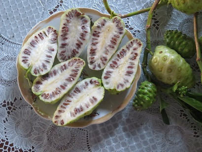 Chữa đau nhức do phong thấp: Rễ cây nhàu 20g, dây đau xương 20g, củ khúc khắc 20g, rễ cỏ xước 20g, cam thảo dây 6g. Các vị thuốc trên cho vào nồi sắc uống ngày một thang, chia 2-3 lần uống trong ngày.